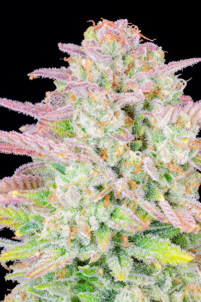 Trainwreck Auto