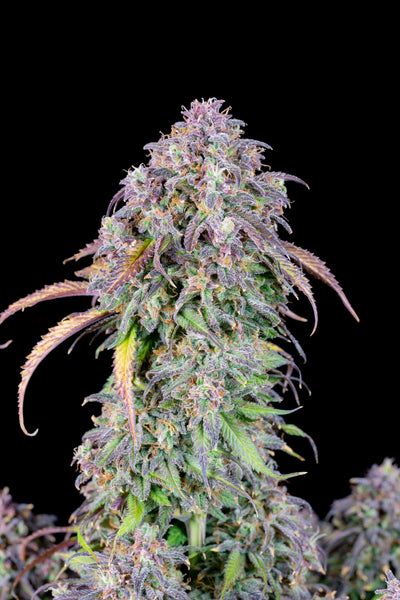 Blueberry Auto