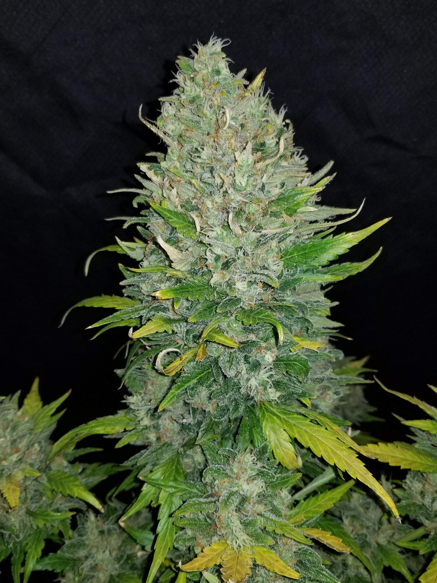 Zkittlez