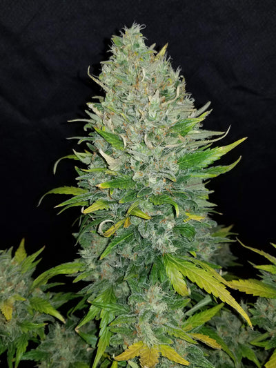 Zkittlez