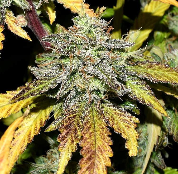 Grapefruit FastBuds Chile