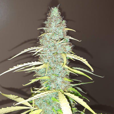 Critical Autoi