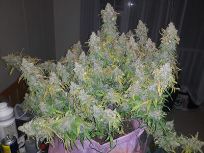 Gorilla Glue