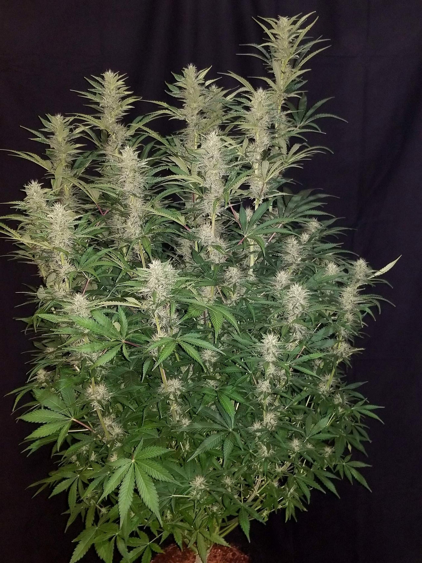 G14