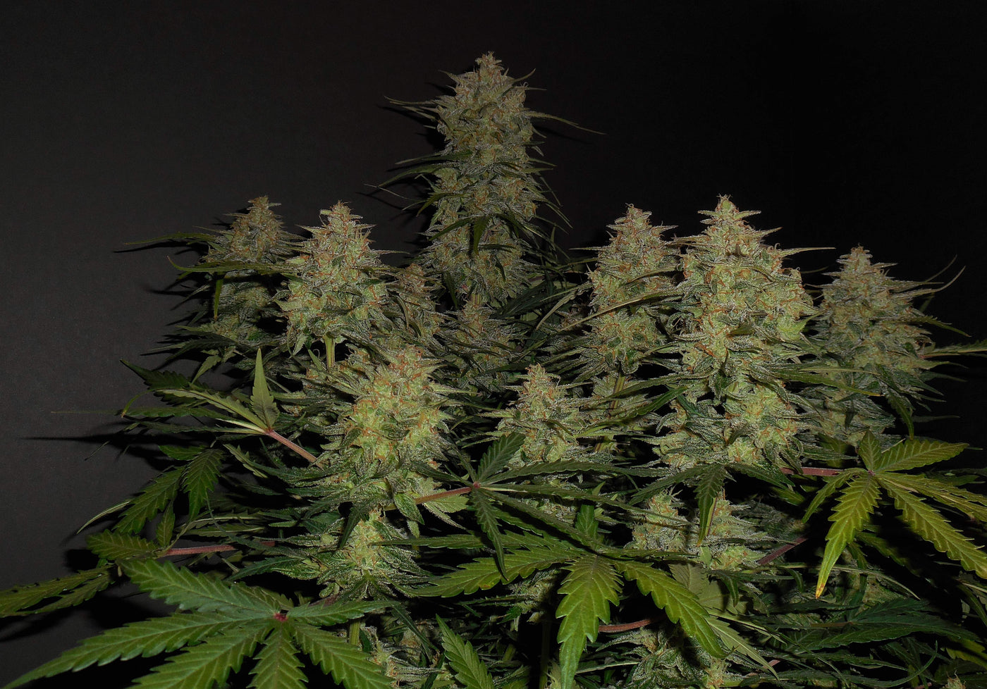 Lemon AK