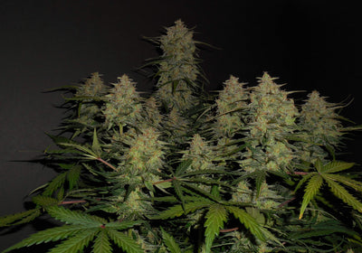 Lemon AK