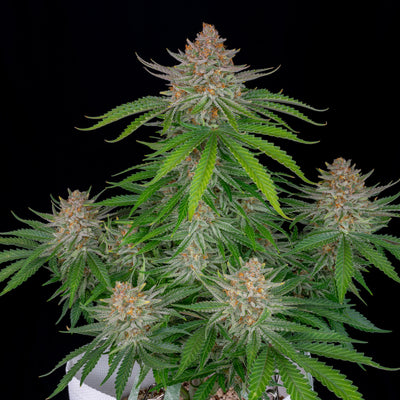 Strawberry Pie