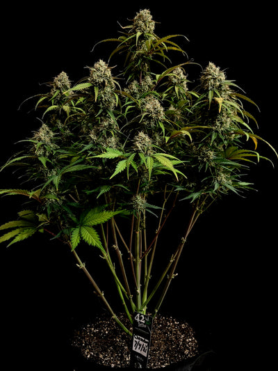 Chemdawg Auto