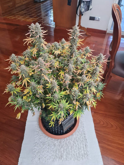 OG Kush Auto