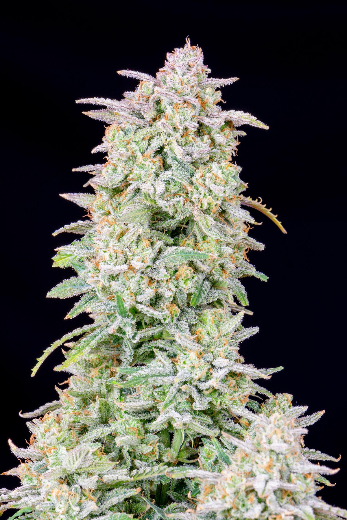 Forbbine Runtz Forbidden Runtz – FastBuds Chile