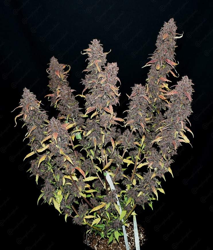 Purple Lemonade
