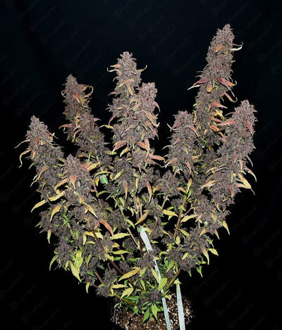 Purple Lemonade