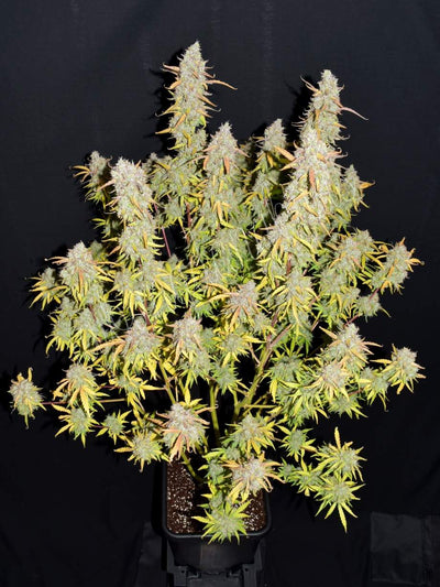 Green Crack