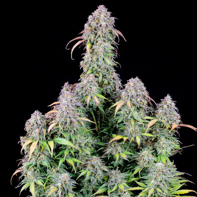 Blueberry Auto