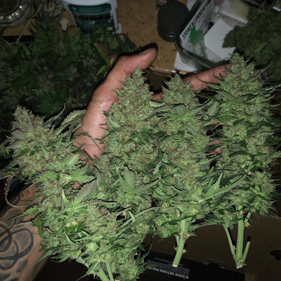 Critical Autoi