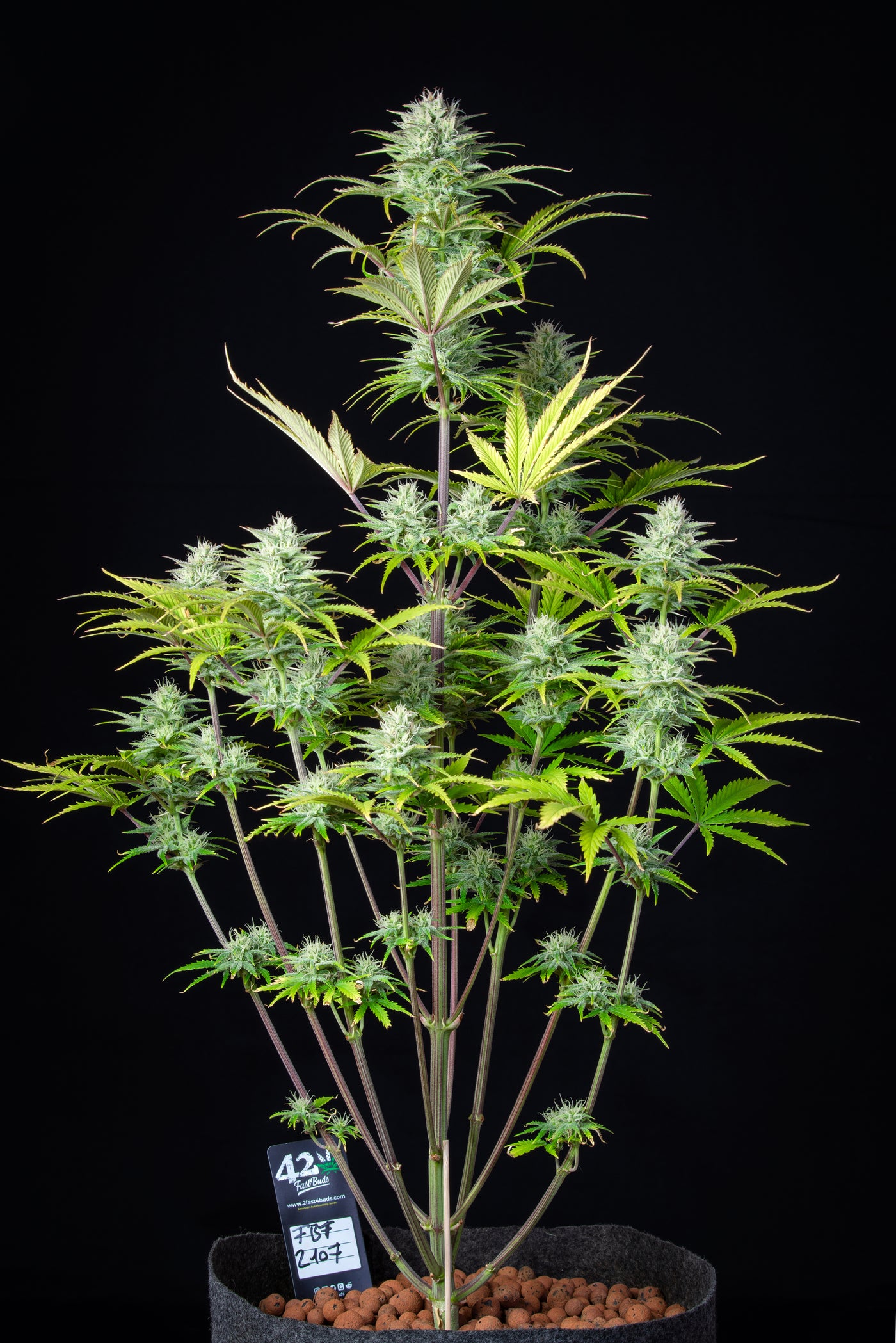 Kosher Cake Auto