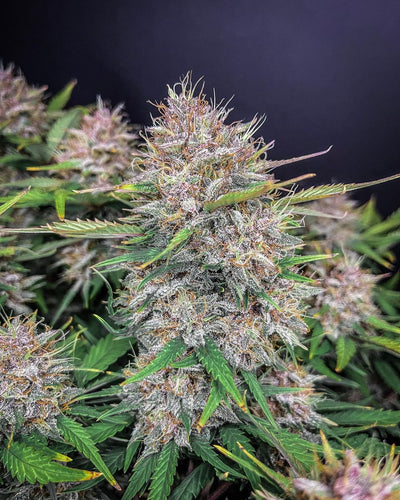 Purple Lemonade