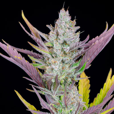 Wedding Glue