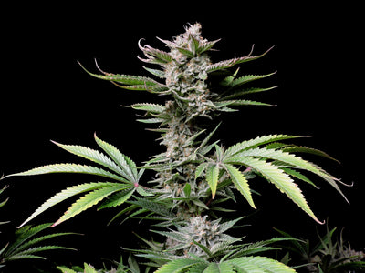 Cherry Cola