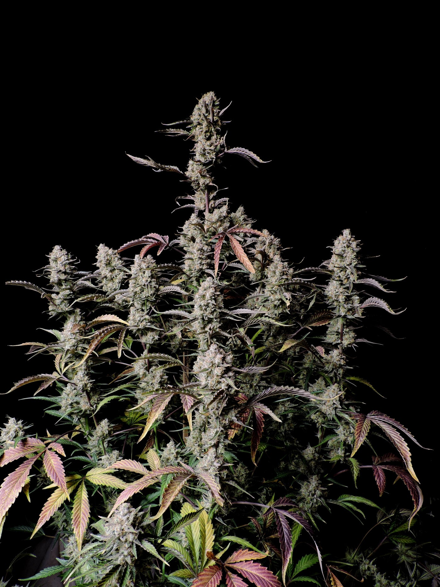 Gorilla Zkittlez