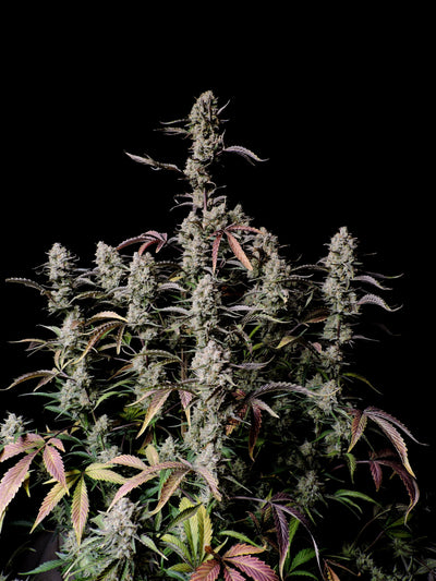 Gorilla Zkittlez