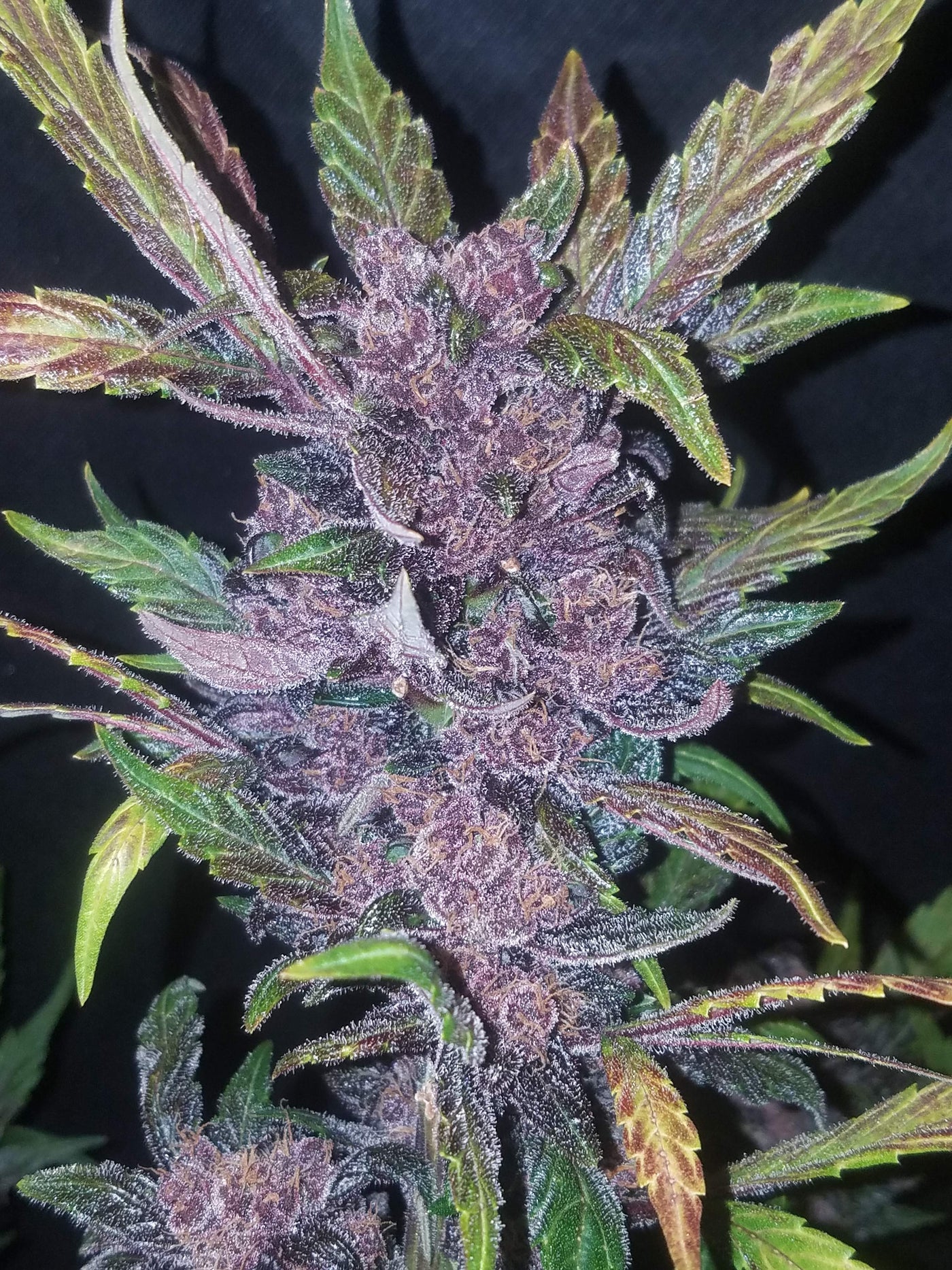 LSD-25