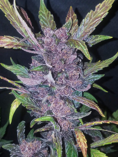 LSD-25
