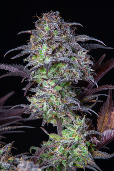 Blueberry Auto