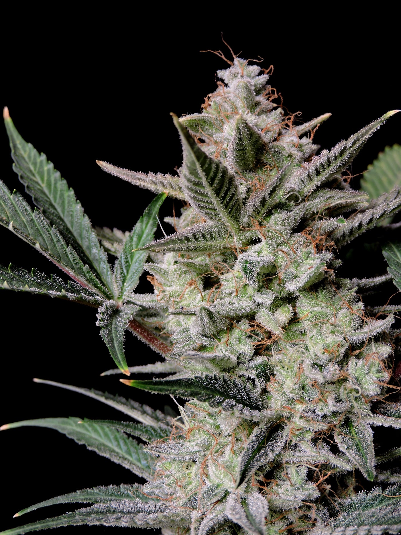 Strawberry Gorilla