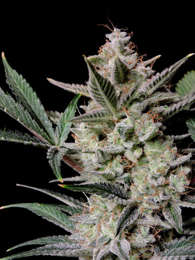 Strawberry Gorilla
