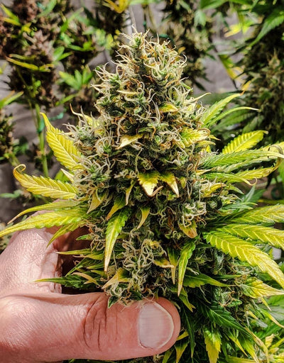 Skunk Auto