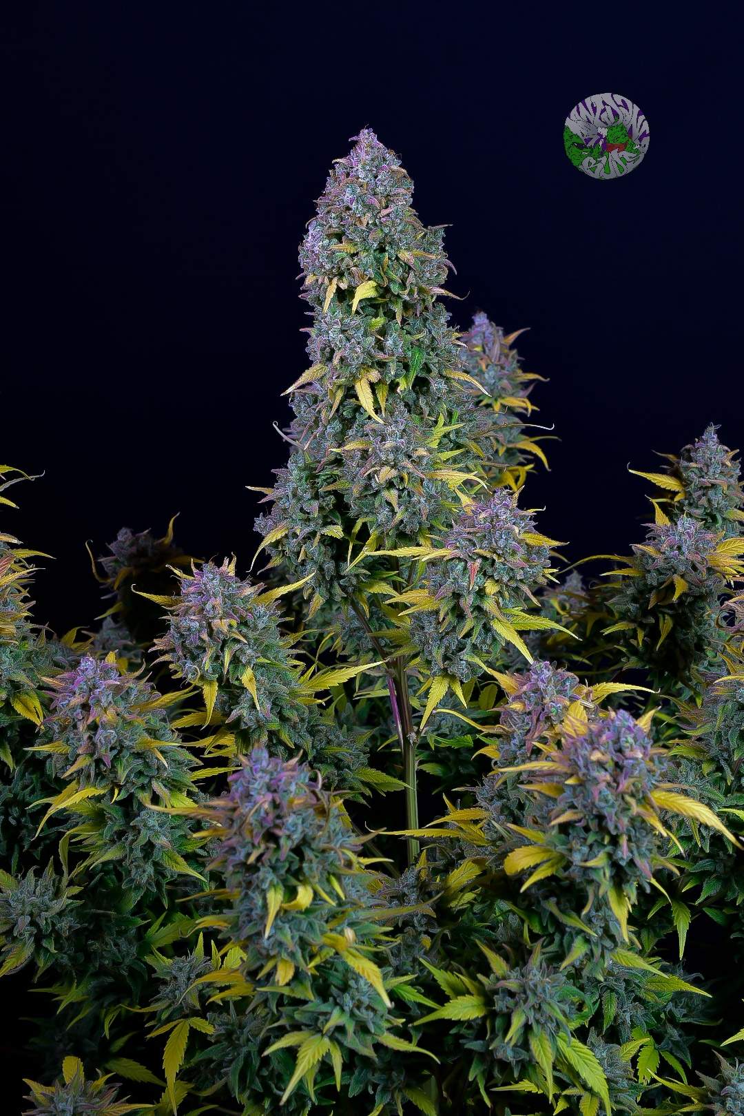 Gelato