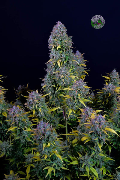 Gelato