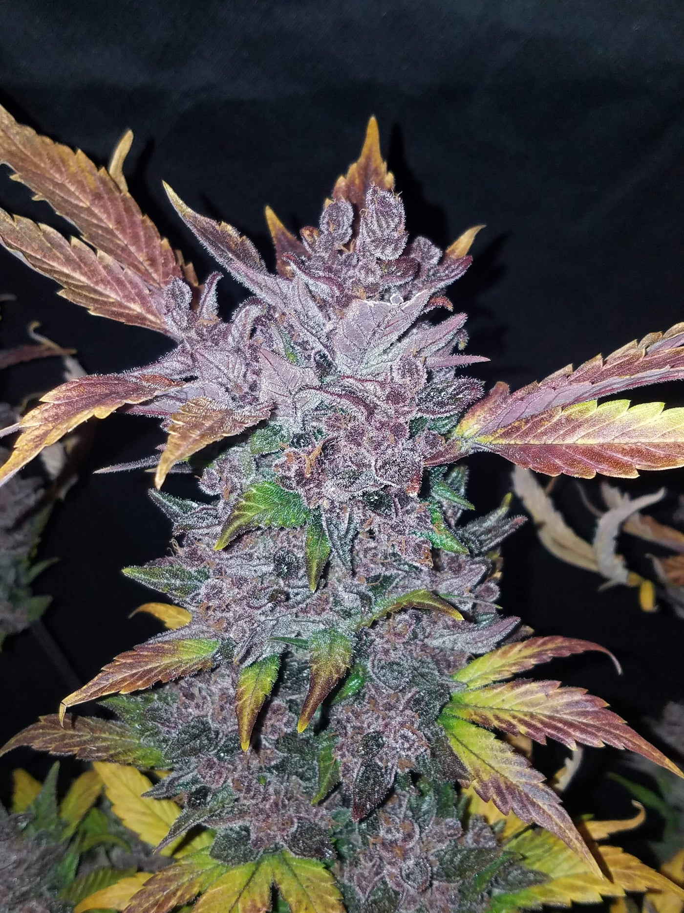 LSD-25