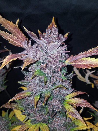 LSD-25