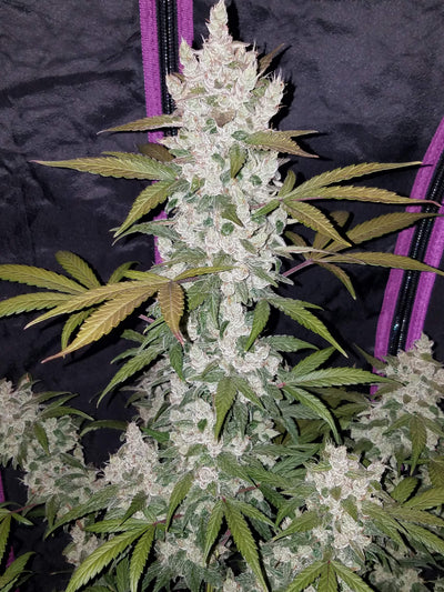 Girl Scout Cookies