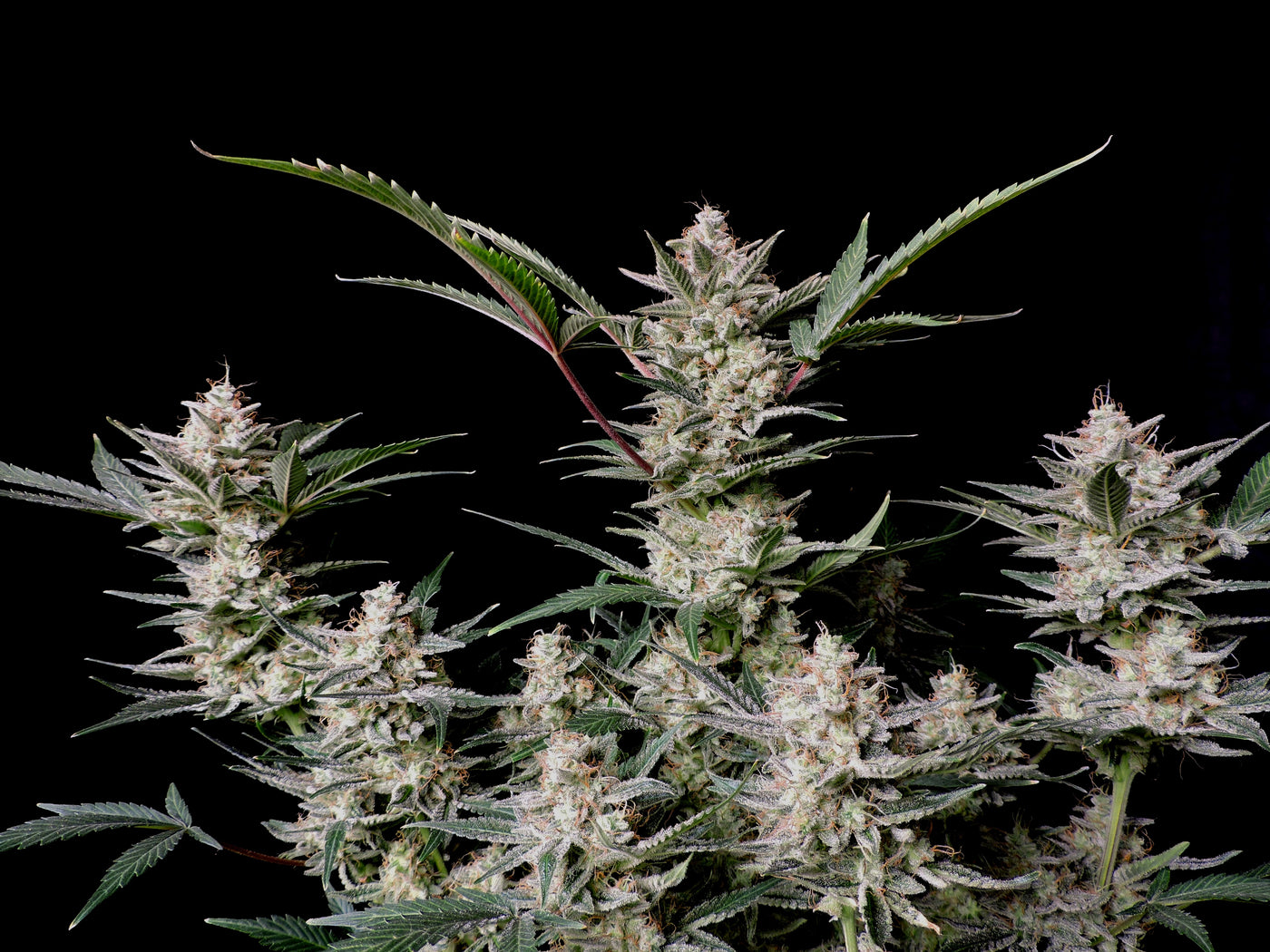 Strawberry Gorilla