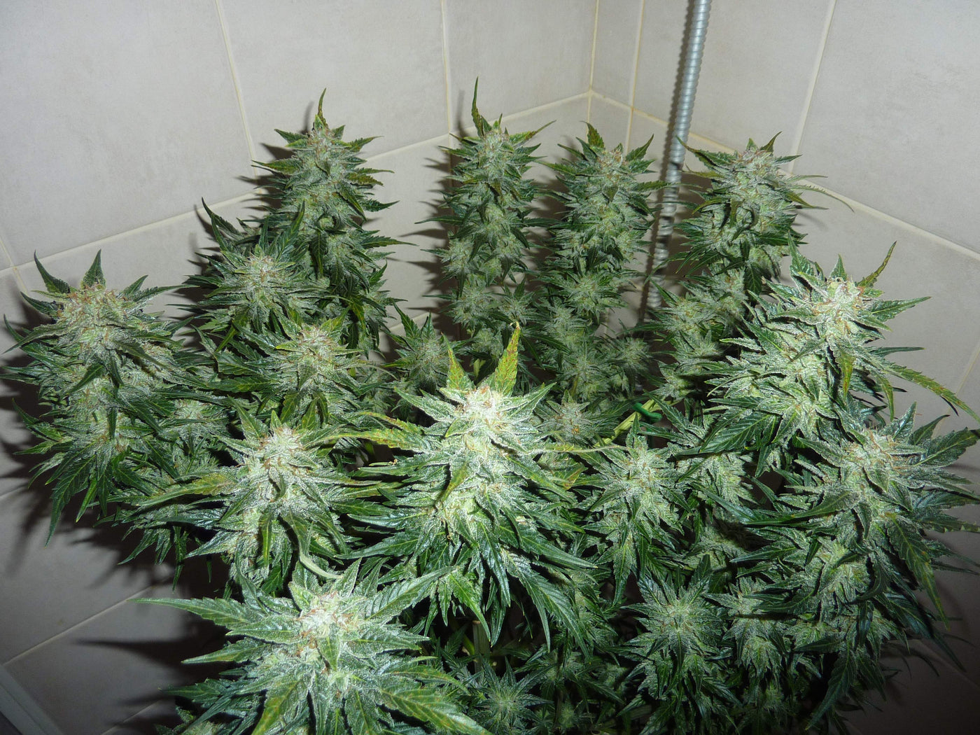 Skunk Auto