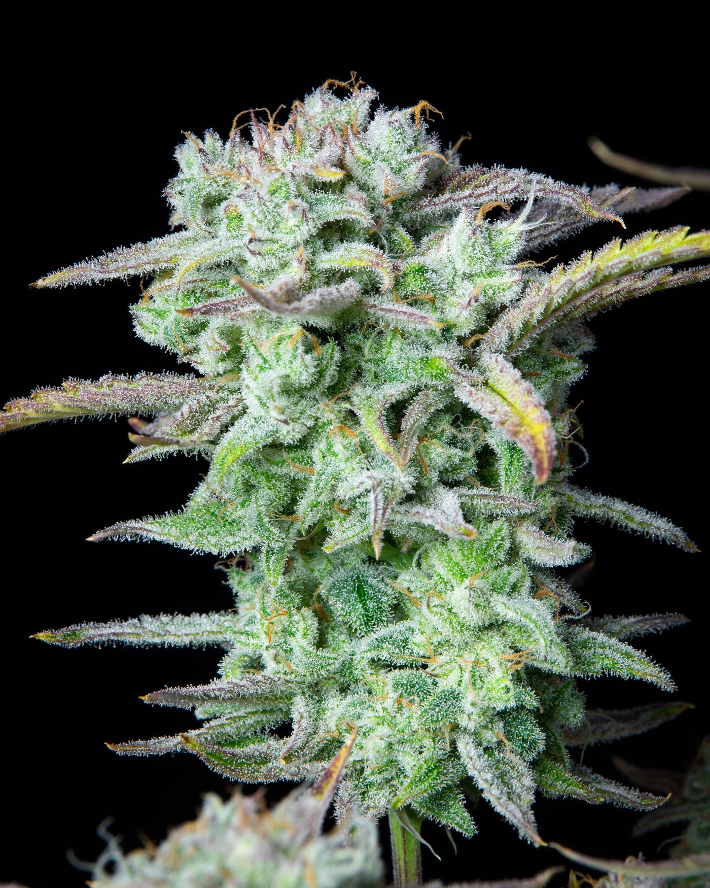 Strawberry Banana