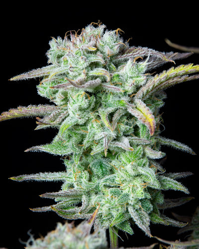 Strawberry Banana
