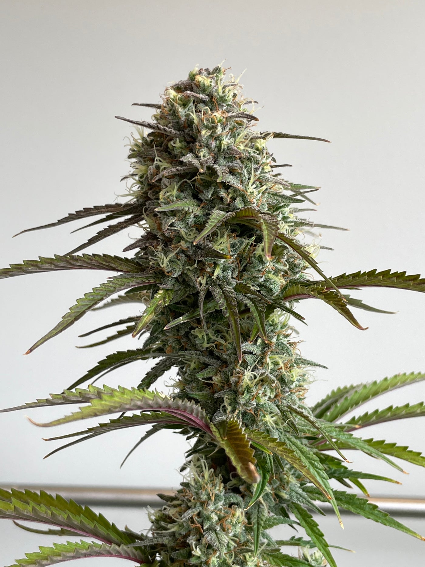 Skunk Auto