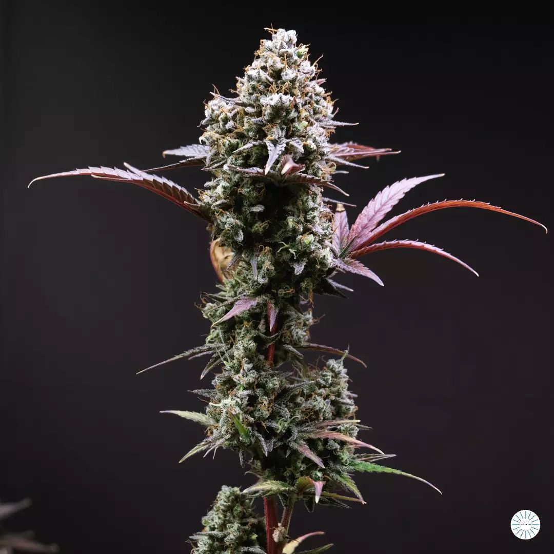Orange sherbet