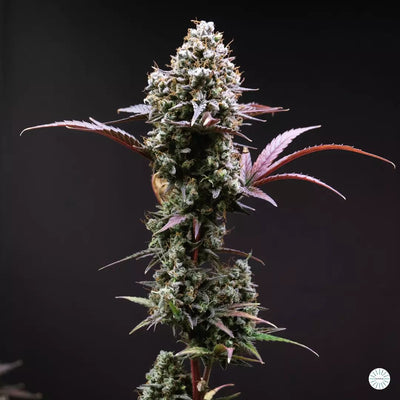 Orange sherbet