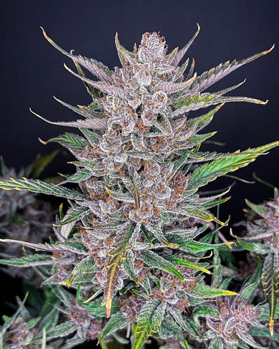 Gorilla Punch
