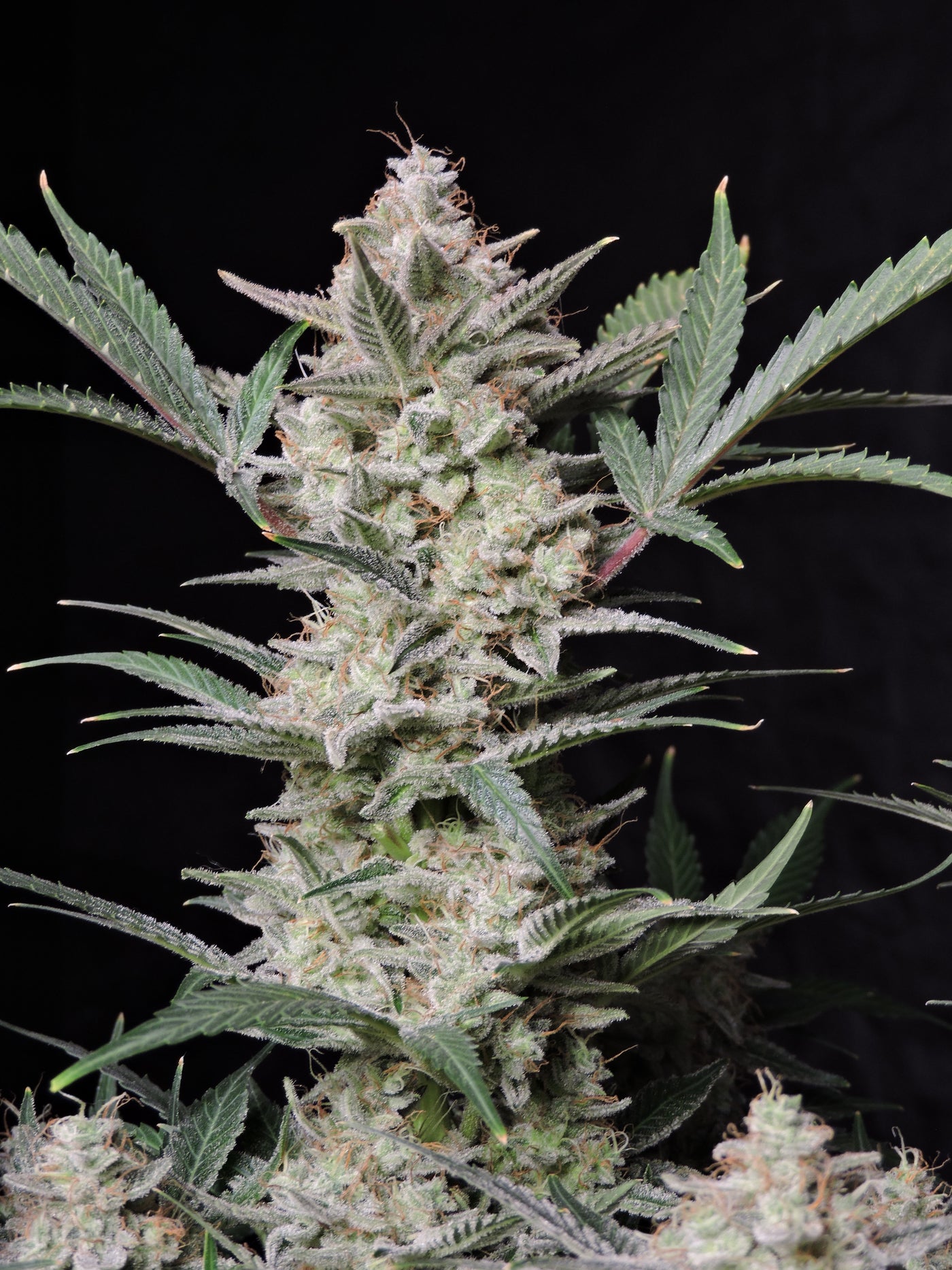 Strawberry Gorilla