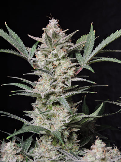 Strawberry Gorilla
