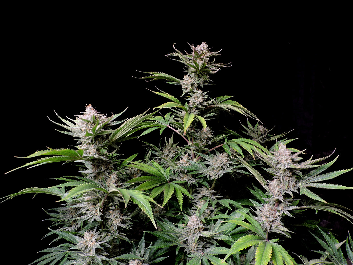 Cherry Cola