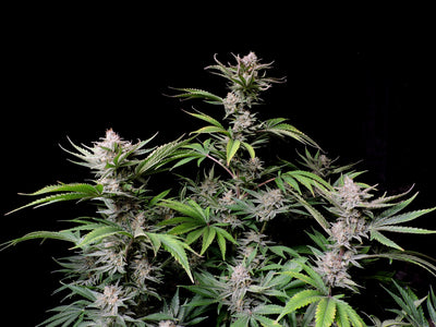 Cherry Cola