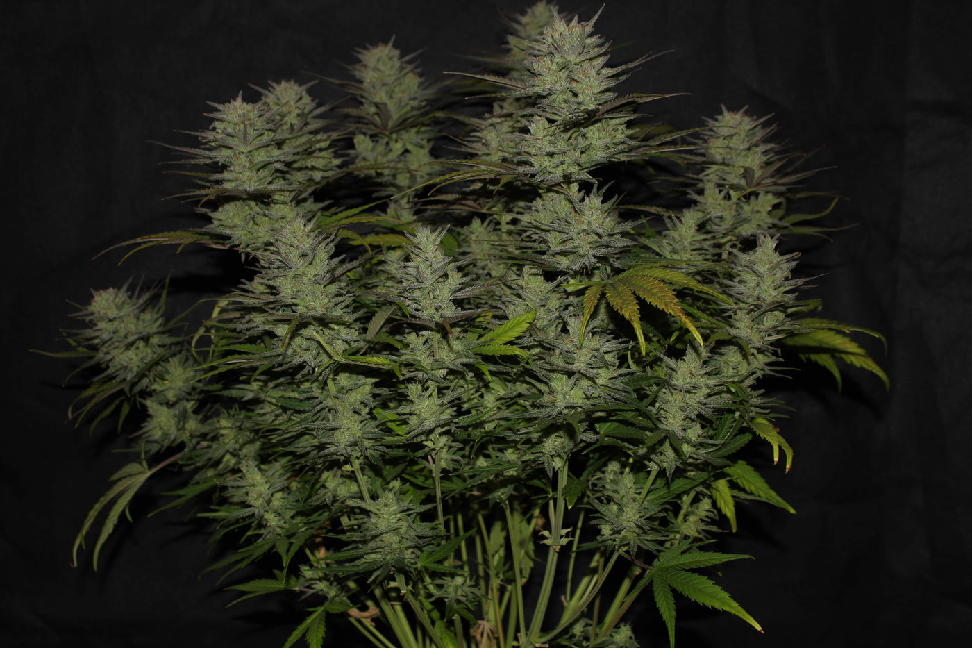 Northern Lights Auto