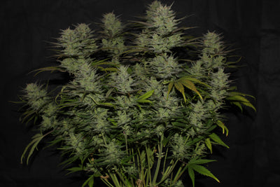 Northern Lights Auto